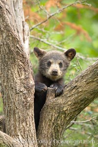 Black bear cub in a tree.  Mother bears will often send their cubs up into the safety of a tree if larger bears (who might seek to injure the cubs) are nearby.  Black bears have sharp claws and, in spite of their size, are expert tree climbers, Ursus americanus, Orr, Minnesota