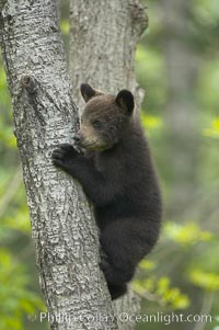 Black bear cub in a tree.  Mother bears will often send their cubs up into the safety of a tree if larger bears (who might seek to injure the cubs) are nearby.  Black bears have sharp claws and, in spite of their size, are expert tree climbers, Ursus americanus, Orr, Minnesota