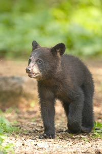 Black bear cub.  Black bear cubs are typically born in January or February, weighing less than one pound at birth.  Cubs are weaned between July and September and remain with their mother until the next winter, Ursus americanus, Orr, Minnesota