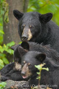 American black bear, mother and cubs, Ursus americanus, Orr, Minnesota