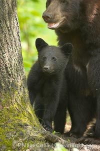 Black bear cub.  Black bear cubs are typically born in January or February, weighing less than one pound at birth.  Cubs are weaned between July and September and remain with their mother until the next winter, Ursus americanus, Orr, Minnesota