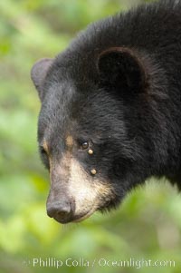 Black bear portrait.  Two ticks are visible below the bear's eye, engorged with blood.  American black bears range in color from deepest black to chocolate and cinnamon brown.  They prefer forested and meadow environments. This bear still has its thick, full winter coat, which will be shed soon with the approach of summer, Ursus americanus, Orr, Minnesota