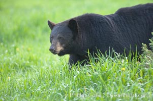 American black bear in grassy meadow, Ursus americanus, Orr, Minnesota