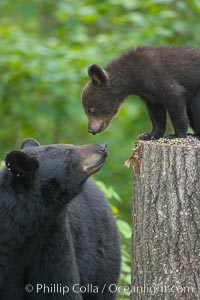 American black bear, Ursus americanus, Orr, Minnesota
