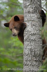 Black bear in a tree.  Black bears are expert tree climbers and will ascend trees if they sense danger or the approach of larger bears, to seek a place to rest, or to get a view of their surroundings, Ursus americanus, Orr, Minnesota