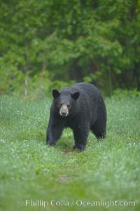 Black bear walking in a grassy meadow.  Black bears can live 25 years or more, and range in color from deepest black to chocolate and cinnamon brown.  Adult males typically weigh up to 600 pounds.  Adult females weight up to 400 pounds and reach sexual maturity at 3 or 4 years of age.  Adults stand about 3' tall at the shoulder, Ursus americanus, Orr, Minnesota
