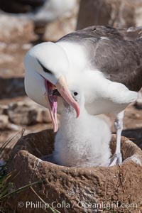 Black-browed albatross, feeding its chick on the nest by regurgitating food it was swallowed while foraging at sea, Steeple Jason Island breeding colony.  The single egg is laid in September or October.  Incubation takes 68 to 71 days, after which the chick is tended alternately by both adults until it fledges about 120 days later, Thalassarche melanophrys