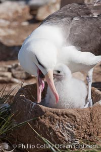 Black-browed albatross, feeding its chick on the nest by regurgitating food it was swallowed while foraging at sea, Steeple Jason Island breeding colony.  The single egg is laid in September or October.  Incubation takes 68 to 71 days, after which the chick is tended alternately by both adults until it fledges about 120 days later, Thalassarche melanophrys