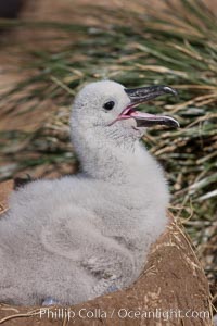 Black-browed albatross chick on its nest, Steeple Jason Island breeding colony.  The single egg is laid in September or October.  Incubation takes 68 to 71 days, after which the chick is tended alternately by both adults until it fledges about 120 days later, Thalassarche melanophrys
