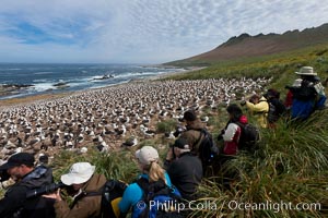 Visitors enjoy the spectacle, of the enormous breeding colony of black-browed albatrosses at Steeple Jason Island, Thalassarche melanophrys