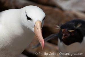 Black-browed albatross, gets an earful from a rockhopper penguin, New Island