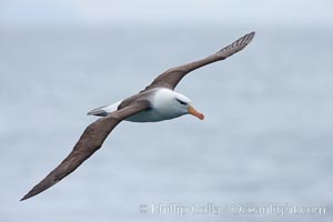 Black-browed albatross, in flight, Thalassarche melanophrys, Scotia Sea