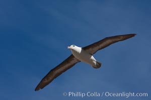 Black-browed albatross in flight, against a blue sky.  Black-browed albatrosses have a wingspan reaching up to 8', weigh up to 10 lbs and can live 70 years.  They roam the open ocean for food and return to remote islands for mating and rearing their chicks, Thalassarche melanophrys, Steeple Jason Island