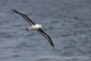 Black-browed albatross in flight.  The black-browed albatross is a medium-sized seabird at 31-37" long with a 79-94" wingspan and an average weight of 6.4-10 lb. They have a natural lifespan exceeding 70 years. They breed on remote oceanic islands and are circumpolar, ranging throughout the Southern Ocean, Thalassarche melanophrys