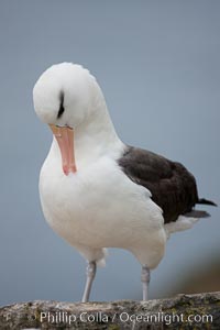 Black-browed albatross, Thalassarche melanophrys, Westpoint Island