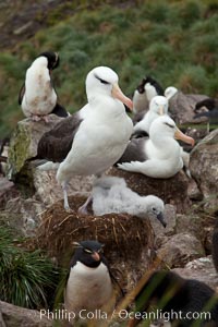 Black-browed albatross, Thalassarche melanophrys, Westpoint Island