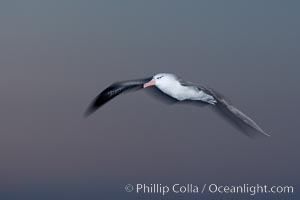 Black-browed albatross in flight, at sea.  The black-browed albatross is a medium-sized seabird at 31-37" long with a 79-94" wingspan and an average weight of 6.4-10 lb. They have a natural lifespan exceeding 70 years. They breed on remote oceanic islands and are circumpolar, ranging throughout the Southern Ocean, Thalassarche melanophrys