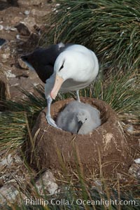 Black-browed albatross, adult and chick, at the enormous colony on Steeple Jason Island in the Falklands.  This is the largest breeding colony of black-browed albatrosses in the world, numbering in the hundreds of thousands of breeding pairs.  The albatrosses lay eggs in September and October, and tend a single chick that will fledge in about 120 days, Thalassarche melanophrys
