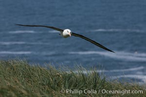 Black-browed albatross soaring in the air, near the breeding colony at Steeple Jason Island, Thalassarche melanophrys