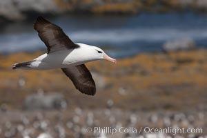 Black-browed albatross in flight, over the enormous colony at Steeple Jason Island in the Falklands, Thalassarche melanophrys