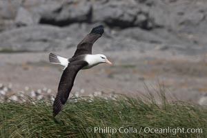 Black-browed albatross, Steeple Jason Island, Thalassarche melanophrys