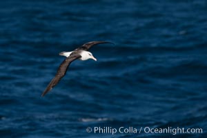 Black-browed albatross in flight, at sea.  The black-browed albatross is a medium-sized seabird at 31-37" long with a 79-94" wingspan and an average weight of 6.4-10 lb. They have a natural lifespan exceeding 70 years. They breed on remote oceanic islands and are circumpolar, ranging throughout the Southern Ocean, Thalassarche melanophrys