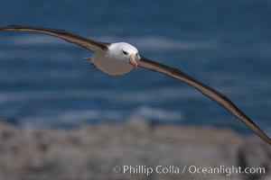 Black-browed albatross soaring in the air, near the breeding colony at Steeple Jason Island, Thalassarche melanophrys