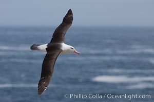 Black-browed albatross, in flight over the ocean.  The wingspan of the black-browed albatross can reach 10', it can weigh up to 10 lbs and live for as many as 70 years, Thalassarche melanophrys, Steeple Jason Island