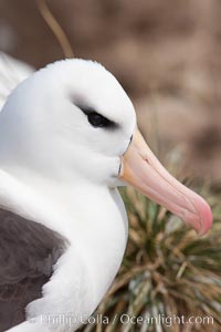 Black-browed albatross, Steeple Jason Island.  The black-browed albatross is a medium-sized seabird at 31-37" long with a 79-94" wingspan and an average weight of 6.4-10 lb. They have a natural lifespan exceeding 70 years. They breed on remote oceanic islands and are circumpolar, ranging throughout the Southern Ocean, Thalassarche melanophrys