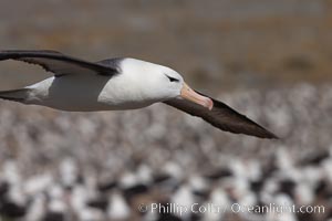Black-browed albatross in flight, over the enormous colony at Steeple Jason Island in the Falklands, Thalassarche melanophrys