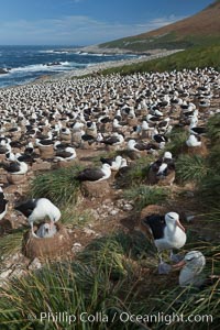 Black-browed albatross colony on Steeple Jason Island in the Falklands.  This is the largest breeding colony of black-browed albatrosses in the world, numbering in the hundreds of thousands of breeding pairs.  The albatrosses lay eggs in September and October, and tend a single chick that will fledge in about 120 days, Thalassarche melanophrys