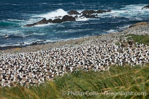 Black-browed albatross colony on Steeple Jason Island in the Falklands.  This is the largest breeding colony of black-browed albatrosses in the world, numbering in the hundreds of thousands of breeding pairs.  The albatrosses lay eggs in September and October, and tend a single chick that will fledge in about 120 days, Thalassarche melanophrys