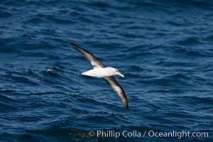 Black-browed albatross in flight, at sea.  The black-browed albatross is a medium-sized seabird at 31-37" long with a 79-94" wingspan and an average weight of 6.4-10 lb. They have a natural lifespan exceeding 70 years. They breed on remote oceanic islands and are circumpolar, ranging throughout the Southern Ocean, Thalassarche melanophrys