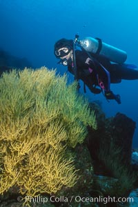 Black coral and diver, Isla Champion