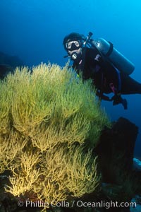 Black coral and diver, Isla Champion