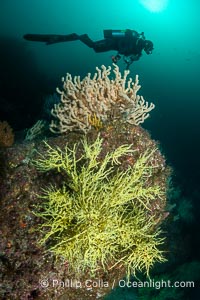 Black Coral and Gorgonians on Rocky Reef, San Pedro Martir Island, Mexico, Isla San Pedro Martir, Sonora