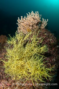 Black Coral and Gorgonians on Rocky Reef, San Pedro Martir Island, Mexico, Isla San Pedro Martir, Sonora