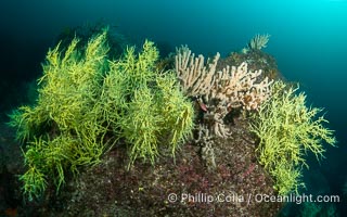 Black Coral and Gorgonians on Rocky Reef, San Pedro Martir Island, Mexico, Isla San Pedro Martir, Sonora