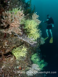 Black Coral and Gorgonians on Rocky Reef, San Pedro Martir Island, Mexico, Isla San Pedro Martir, Sonora