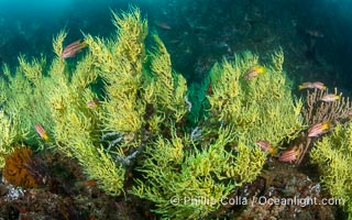 Black Coral on Rocky Reef, Unidentified species, isla Angel de la Guarda, Midriff Islands, Sea of Cortez, Mexico, Isla Angel de la Guarda, Baja California