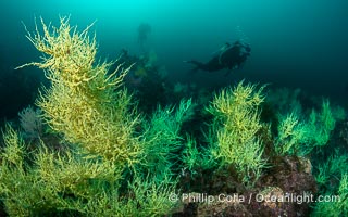 Black Coral on Rocky Reef, Unidentified species, isla San Pedro Martir, Midriff Islands, Sea of Cortez, Mexico, Isla San Pedro Martir, Sonora