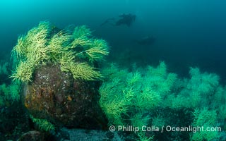 Black Coral on Rocky Reef, Unidentified species, isla San Pedro Martir, Midriff Islands, Sea of Cortez, Mexico, Isla San Pedro Martir, Sonora