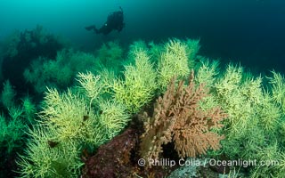 Black Coral on Rocky Reef, Unidentified species, isla San Pedro Martir, Midriff Islands, Sea of Cortez, Mexico, Isla San Pedro Martir, Sonora