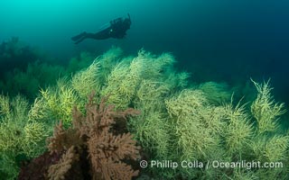 Black Coral on Rocky Reef, Unidentified species, isla San Pedro Martir, Midriff Islands, Sea of Cortez, Mexico, Isla San Pedro Martir, Sonora