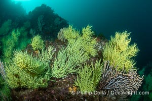 Black Coral on Rocky Reef, Unidentified species, isla San Pedro Martir, Midriff Islands, Sea of Cortez, Mexico, Isla San Pedro Martir, Sonora