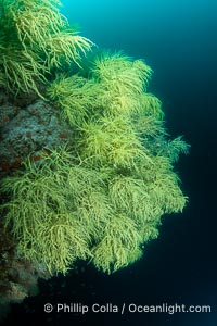 Black Coral on Rocky Reef, Unidentified species, isla San Pedro Martir, Midriff Islands, Sea of Cortez, Mexico, Isla San Pedro Martir, Sonora