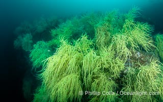 Black Coral on Rocky Reef, Unidentified species, isla San Pedro Martir, Midriff Islands, Sea of Cortez, Mexico, Isla San Pedro Martir, Sonora