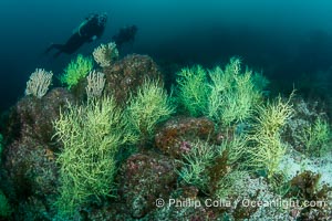 Black Coral on Rocky Reef, Unidentified species, Midriff Islands, Sea of Cortez, Mexico, Isla San Pedro Martir, Sonora