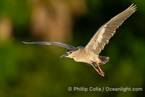 Black-crowned Night Heron in Flight, Nycticorax nycticorax, Venice Rookery, Florida, Nycticorax nycticorax