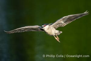 Black-crowned Night Heron in Flight, carrying nesting material, Nycticorax nycticorax, Venice Rookery, Florida, Nycticorax nycticorax